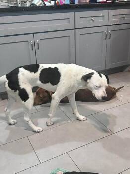 Pointer and American Staffordshire Terrier Dogs Available for Adoption - Brandon James | PetCurious