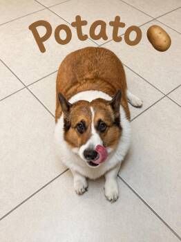 Potato -  Cardigan Welsh Corgi Dog for Adoption in Deltona, Florida - Potato | PetCurious