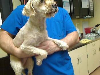 MICHELLE -  Lhasa Apso and Poodle Dog for Adoption in Cookeville, Tennessee - MICHELLE | PetCurious