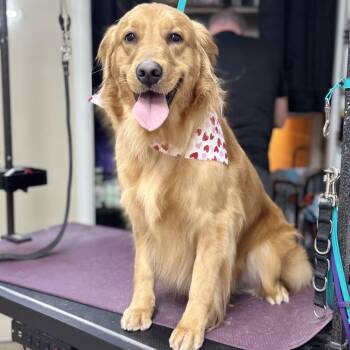 Golden Retriever Dogs Available for Adoption in Lynchburg, Virginia - Rory | PetCurious