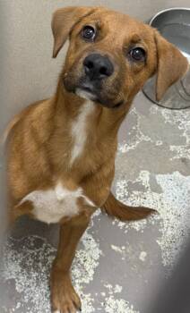 Toffee -  Labrador Retriever Dog for Adoption in Little Rock, Arkansas - Toffee | PetCurious