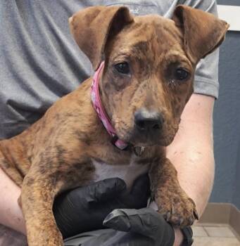 Taylor -  Mountain Cur Dog for Adoption in Hollister, Missouri - Taylor | PetCurious