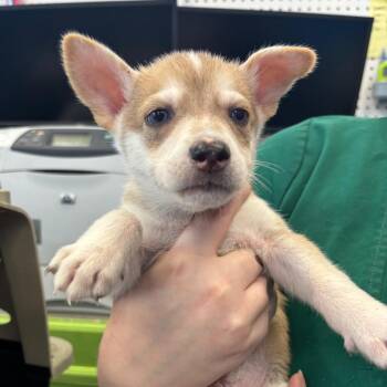 Rowan -  Husky and Mixed Breed Dog for Adoption in Montgomery, Alabama - Rowan | PetCurious