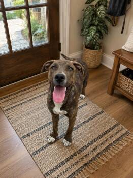 Tyra -  Labrador Retriever and Staffordshire Bull Terrier Dog for Adoption in Santa Monica, California - Tyra | PetCurious