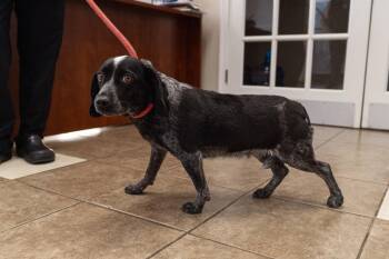 Beagle Dogs Available for Adoption - Freddy | PetCurious