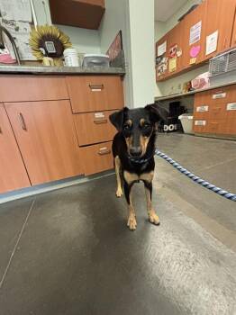 LADY -  Miniature Pinscher and Mixed Breed Dog for Adoption in Santa Cruz, California - LADY | PetCurious
