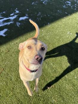Mixed Breed Dogs Available for Adoption in Lafayette, Indiana - Carly | PetCurious