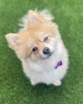 Rescue Pomeranian Dogs for Adoption in Corona, California - Renn | PetCurious