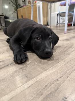 Belgian Shepherd Malinois and Labrador Retriever Dogs Available for Adoption in Imlay City, Michigan - Groot (brown Collar) Volume 2 - Located In California | PetCurious