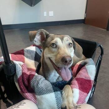Rescue Mixed Breed Dogs for Adoption in Vallejo, California - Pilay | PetCurious