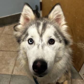 Maddox -  Mixed Breed Dog for Adoption in Chattanooga, Tennessee - Maddox | PetCurious