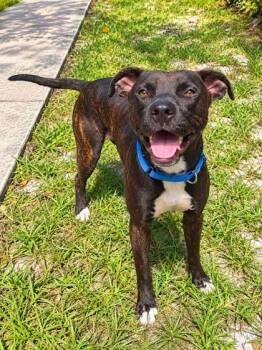 Toby -  Retriever and Mixed Breed Dog for Adoption in Palm Coast, Florida - Toby | PetCurious