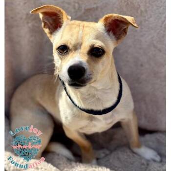 Rescue Chihuahua Dogs for Adoption in Inglewood, California - Mimi COH | PetCurious