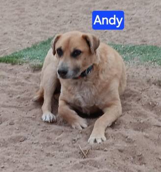 Retriever Dogs Available for Adoption in Fort Lupton, Colorado - Andy | PetCurious