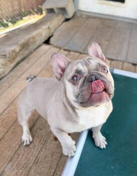 Azul -  French Bulldog Dog for Adoption in Severance, Colorado - Azul | PetCurious