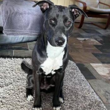 Mae -  Black Labrador Retriever and Hound Dog Available for Adoption in New York, New York - Mae | PetCurious