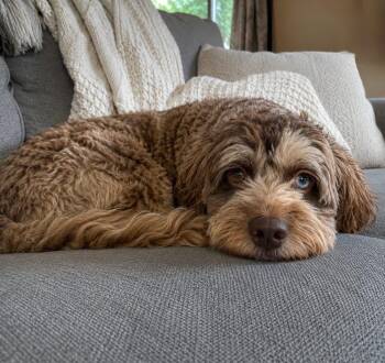Fynn -  Cockapoo Dog for Adoption in Brunswick, Maine - Fynn | PetCurious