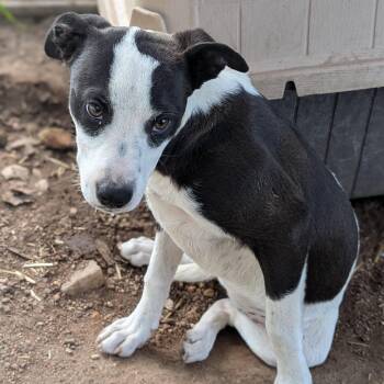 Border Collie and American Staffordshire Terrier Dogs Available for Adoption in Buchanan Dam, Texas - Pepper | PetCurious