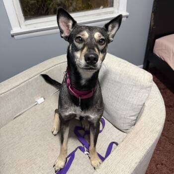 Gissel- the hug lover -  German Shepherd Dog Dog for Adoption in Houston, Texas - Gissel- The Hug Lover | PetCurious