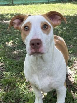 Rescue Terrier and Mixed Breed Dogs for Adoption in San Antonio, Texas - Turkey | PetCurious