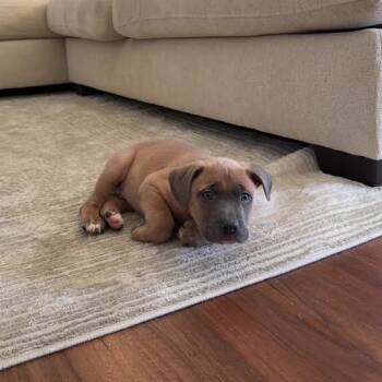 Retriever and Shepherd Dogs Available for Adoption - NY Ardan Avail Feb 14 (Tractor Supply Patterson) | PetCurious