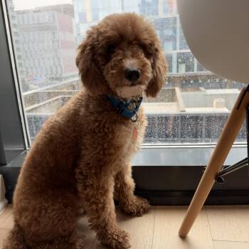 Fibian -  Goldendoodle Dog for Adoption - Fibian | PetCurious