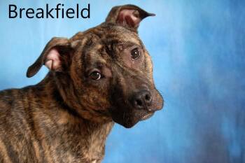 Rescue Pit Bull Terrier Dogs for Adoption in Mount Vernon, Ohio - Breakfield | PetCurious