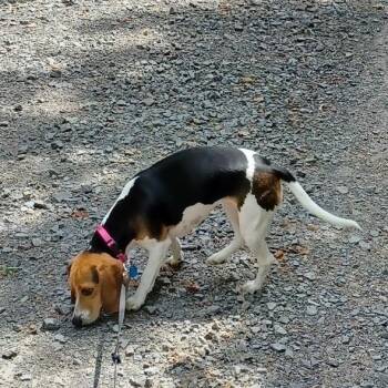 Beagle Dogs Available for Adoption in Little Rock, Arkansas - Sara (Ivy) | PetCurious