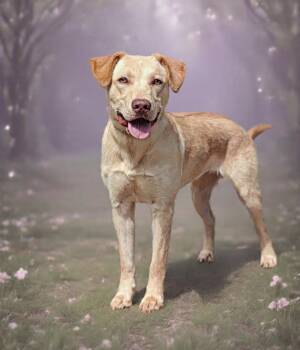 Kalley 26/607 -  Retriever Dog for Adoption in Talladega, Alabama - Kalley 26/607 | PetCurious