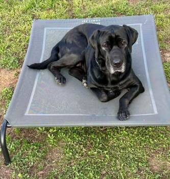 Rescue Labrador Retriever Dogs for Adoption in VERNON ROCKVL, Connecticut - Baby | PetCurious