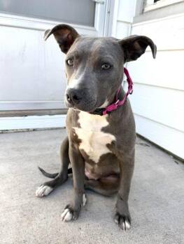 Terrier Dogs Available for Adoption in Colorado Springs, Colorado - EV | PetCurious