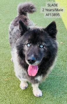 Akita and Siberian Husky Dogs Available for Adoption - Slade | PetCurious