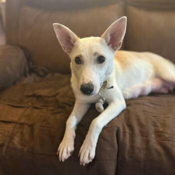 Shepherd and Yellow Labrador Retriever Dogs Available for Adoption - Pearl | PetCurious