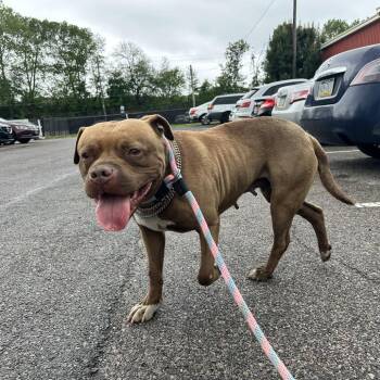 Mixed Breed Dogs Available for Adoption in Philadelphia, Pennsylvania - Fendi | PetCurious