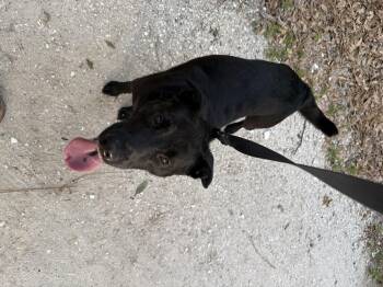 German Shepherd Dog and Black Labrador Retriever Dogs Available for Adoption in Tampa, Florida - Smoke | PetCurious