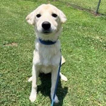 Saban -  Mixed Breed Dog for Adoption - Saban | PetCurious