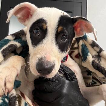 Paully -  Terrier Dog for Adoption in Abilene, Texas - Paully | PetCurious