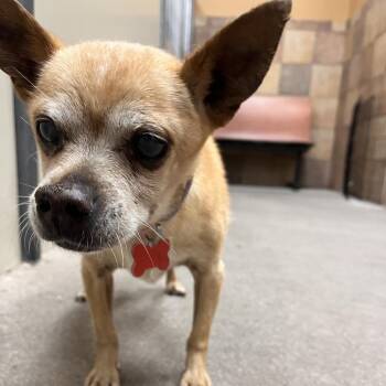 Bracken 53998 -  Chihuahua Dog for Adoption in Las Vegas, Nevada - Bracken 53998 | PetCurious