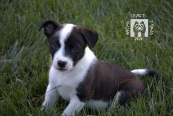 Bearpaw -  Australian Cattle Dog Blue Heeler Dog for Adoption in Omaha, Nebraska - Bearpaw | PetCurious