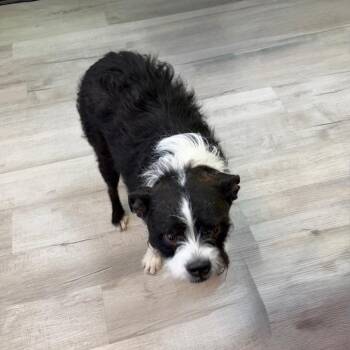 Boston Terrier and Jack Russell Terrier Dogs Available for Adoption in Emporia, Kansas - Rocky | PetCurious