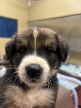 Monday -  Shepherd Dog for Adoption in Douglasville, Georgia - Monday | PetCurious