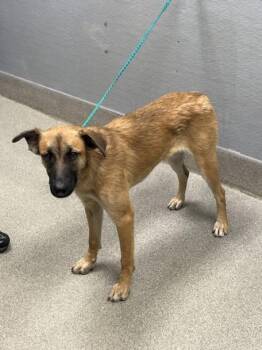 PAWLINE -  German Shepherd Dog and Mixed Breed Dog for Adoption in Las Vegas, Nevada - PAWLINE | PetCurious