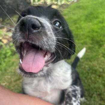 Dahlia -  Mixed Breed Dog for Adoption in Ashland, Oregon - Dahlia | PetCurious