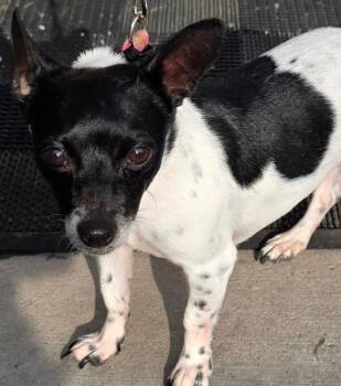 Annabelle -  Chihuahua and Dachshund Dog for Adoption in Saginaw, Michigan - Annabelle | PetCurious