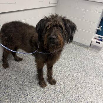Odin -  Mixed Breed Dog for Adoption in Greenville, South Carolina - Odin | PetCurious