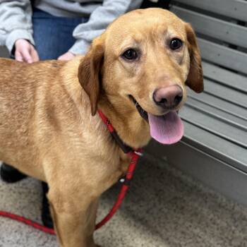 Labrador Retriever Dogs Available for Adoption in Philadelphia, Pennsylvania - Nymeria | PetCurious