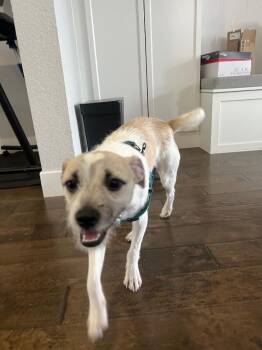Parson Russell Terrier and Fox Terrier Dogs Available for Adoption in Boulder, Colorado - Eddie | PetCurious