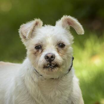 Wheaten Terrier Dogs Available for Adoption in Lambertville, New Jersey - Max | PetCurious