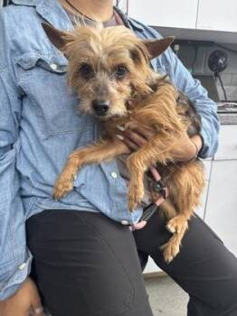 Mixed Breed Dogs Available for Adoption in West Chester, Pennsylvania - Lexie | PetCurious