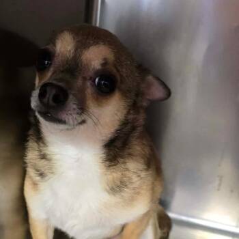 Gidget OS AZ -  Chihuahua Dog for Adoption in Las Vegas, Nevada - Gidget OS AZ | PetCurious
